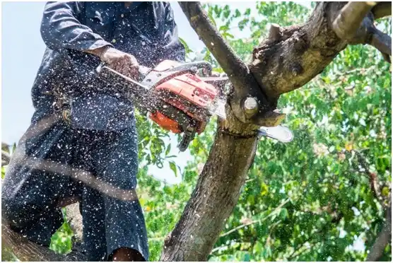 tree services Freeport